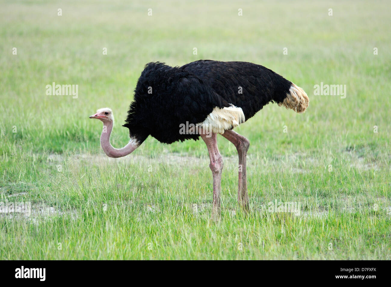 Ostrich in Amboseli National Park, Kenya, East Africa Stock Photo