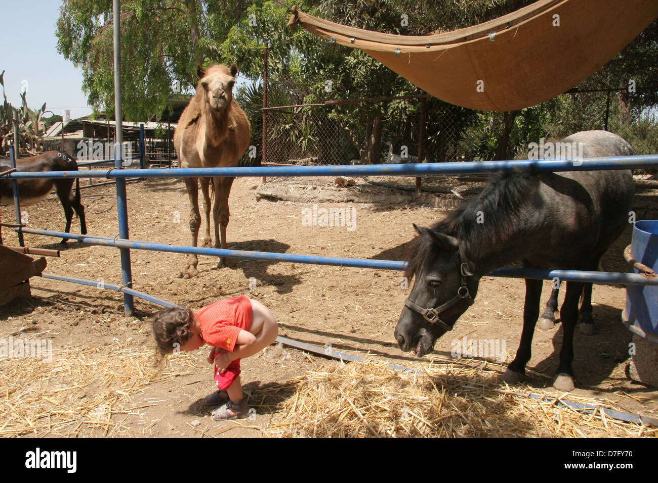 Daughter peeing child peeing in front of a horse in a stable Stock Photo - Alamy