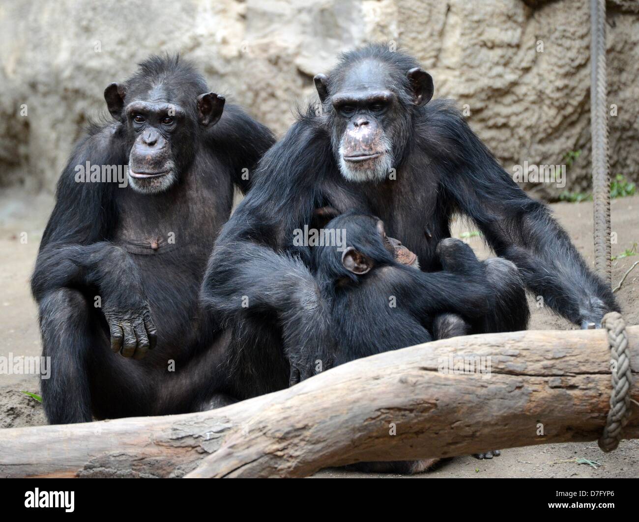 Funny Baby Chimp Stock Photo by ©fouroaks 2319557