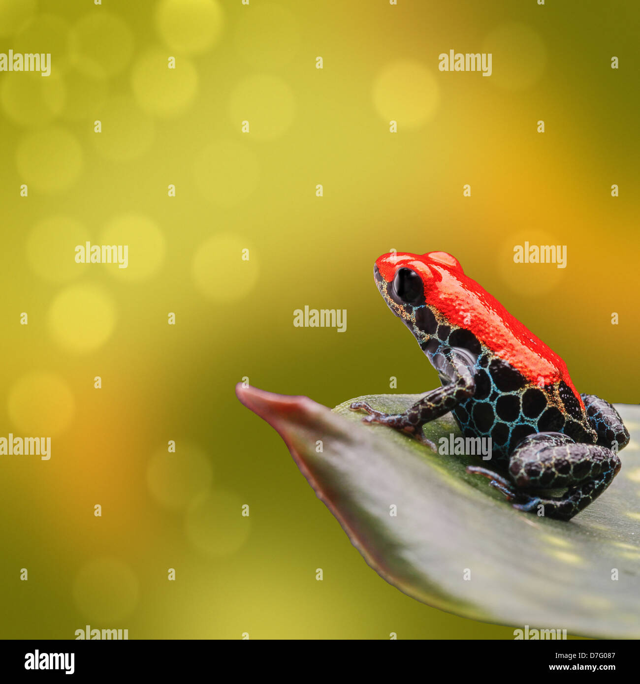 poison dart frog red animal from tropical Amazon rain forest in Peru Ranitomeya reticulata Stock Photo