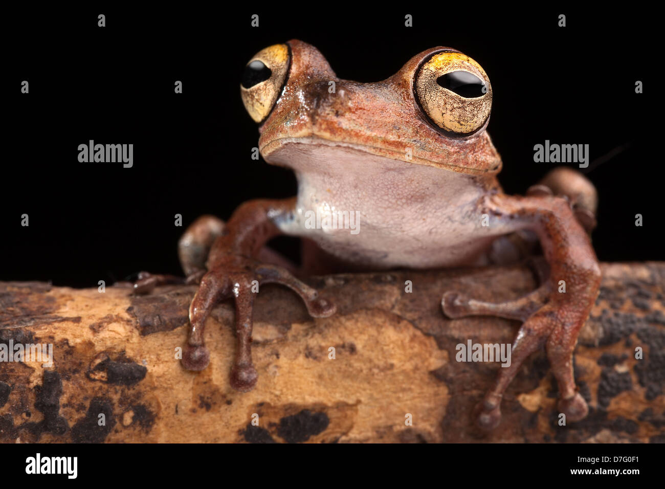 tropical tree frog with big eyes on branch in Amazon rain forest of Brazil Stock Photo