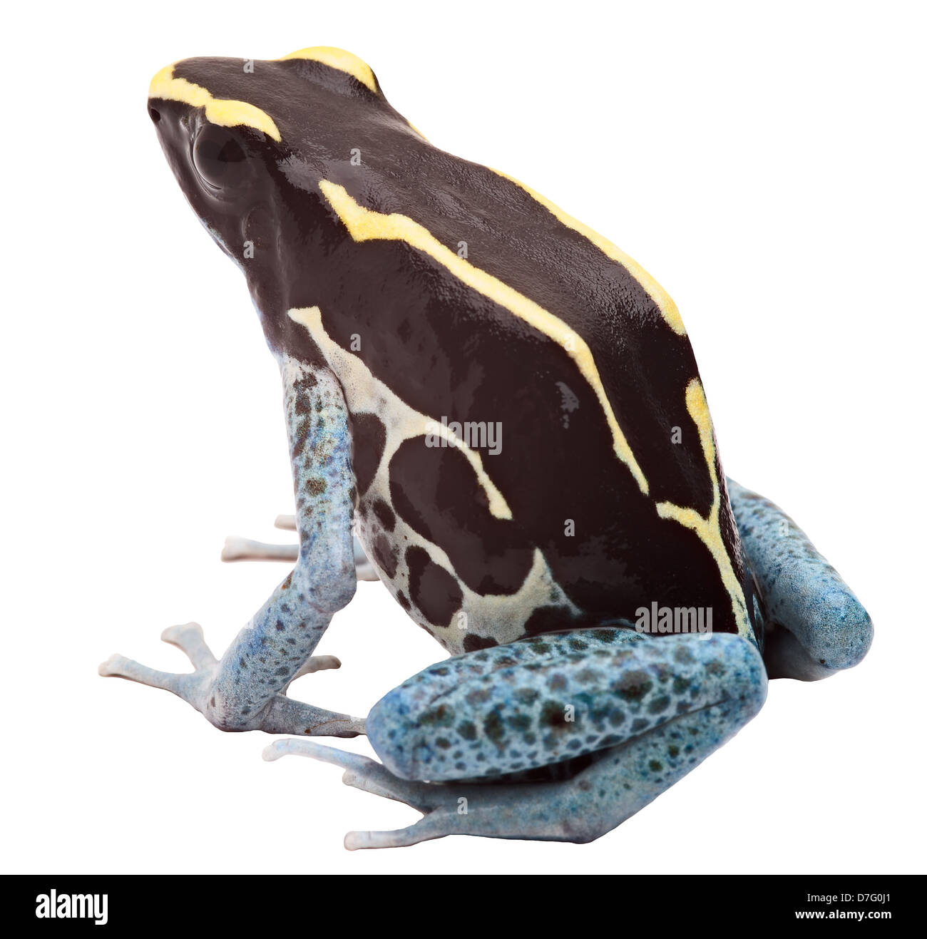 poison dart frog isolated on white. Tropical exotic amphibian from Amazon rain forest in Surinamespecies kept as pet animal Stock Photo