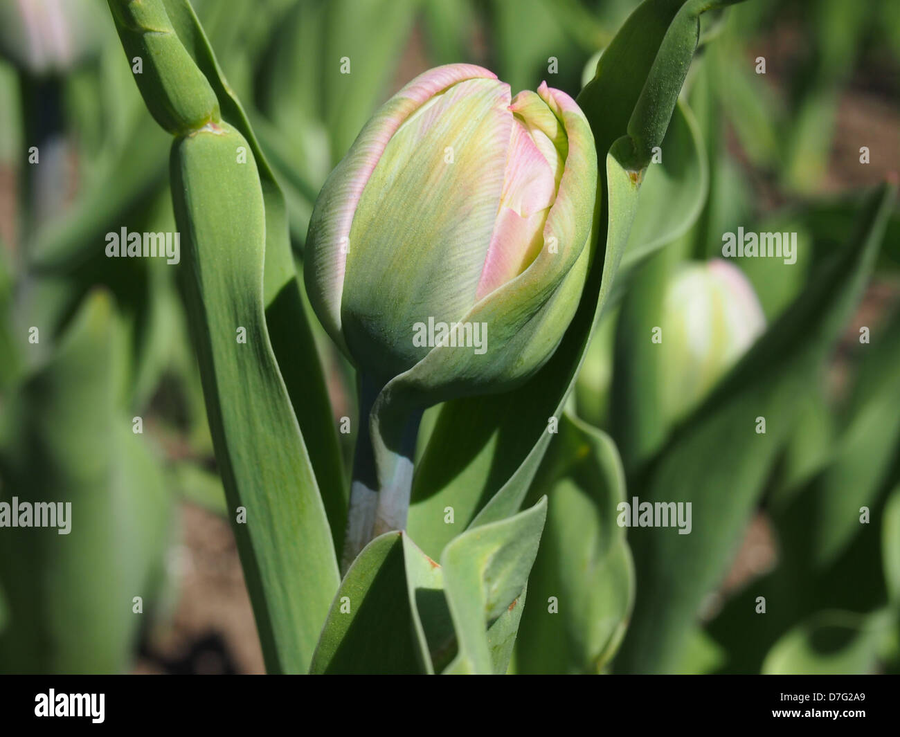 Young tulip unopened in garden Stock Photo