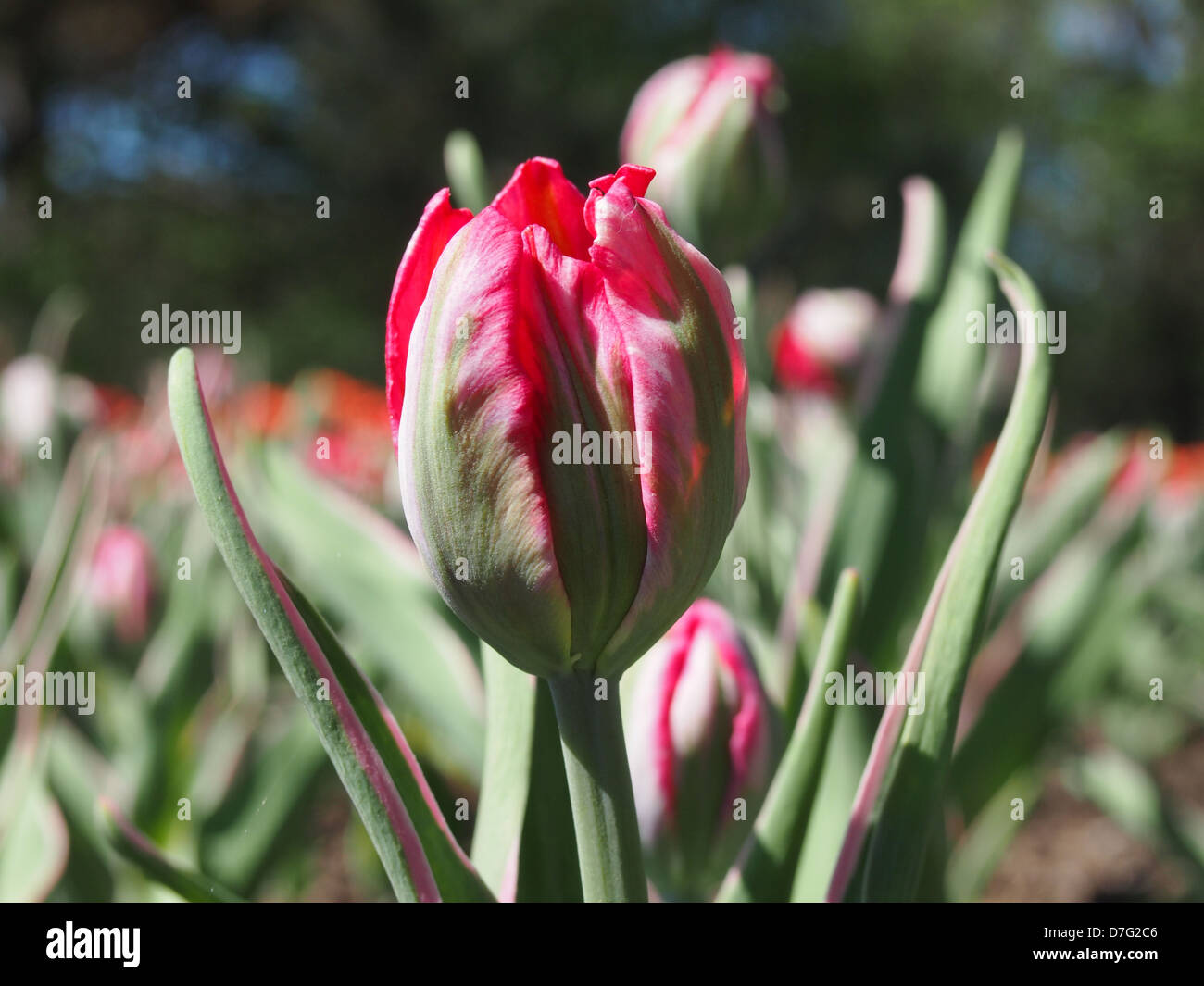 flower not in bloom, ready to emerge Stock Photo Alamy