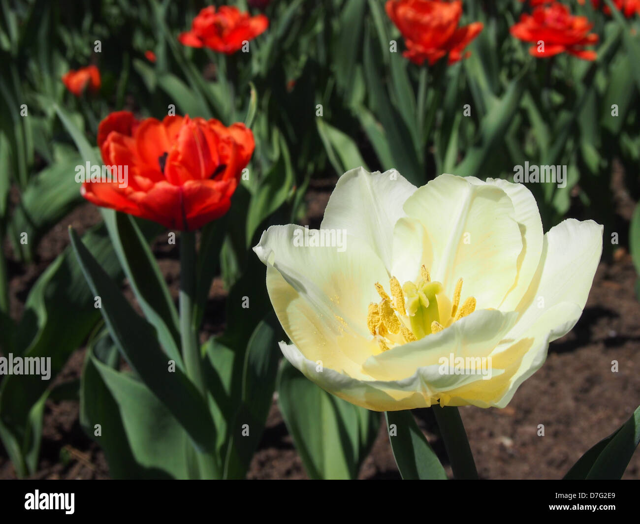 one white tulip in field of red tulips Stock Photo