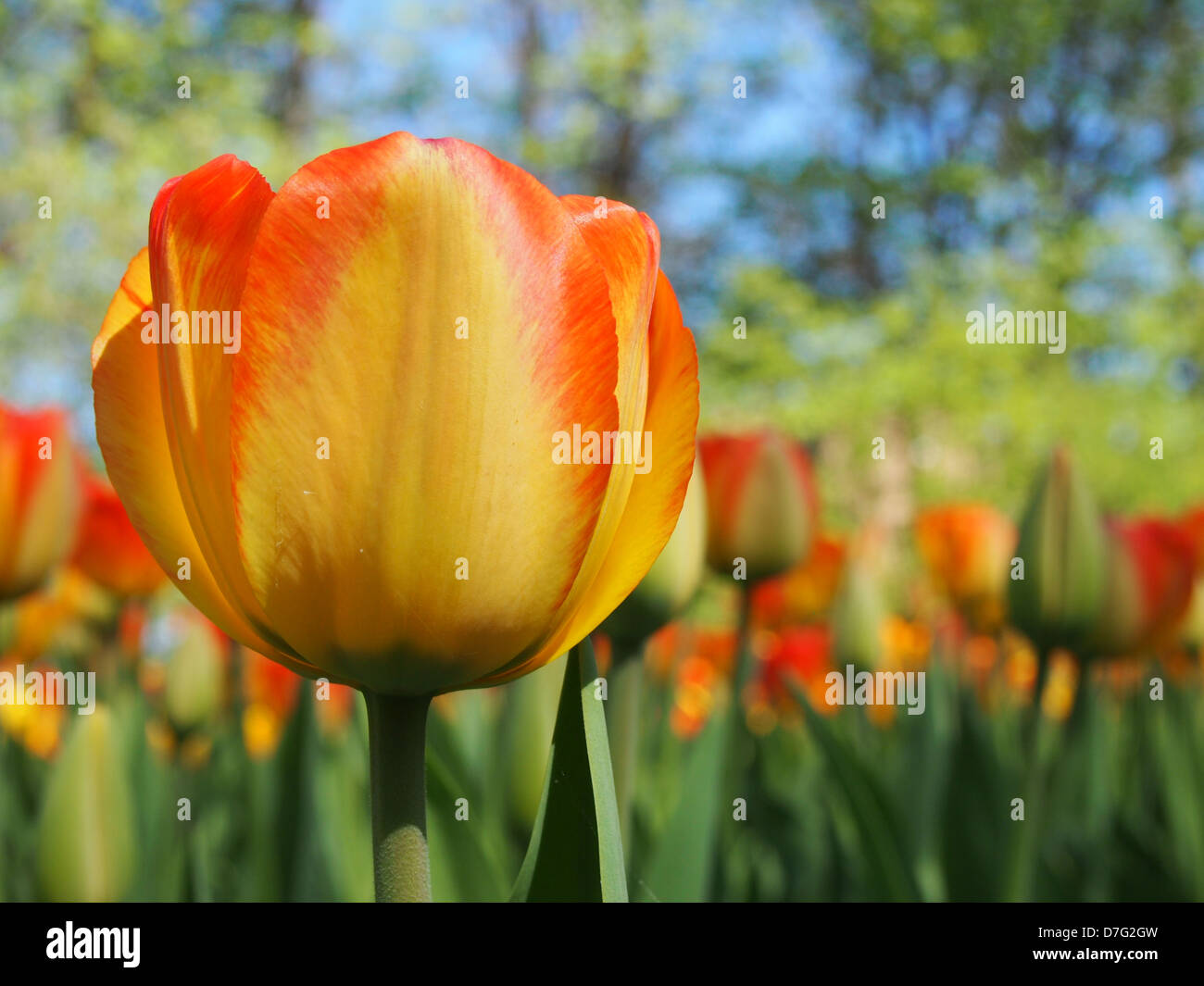 one orange and yellow tulip in foreground, flower bed in background Stock Photo