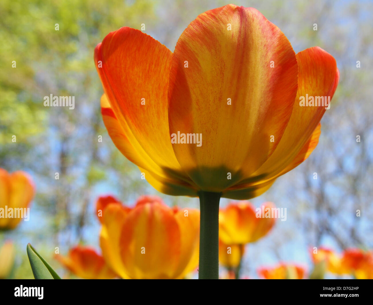 Big tulip in foreground, other tulips in background Stock Photo