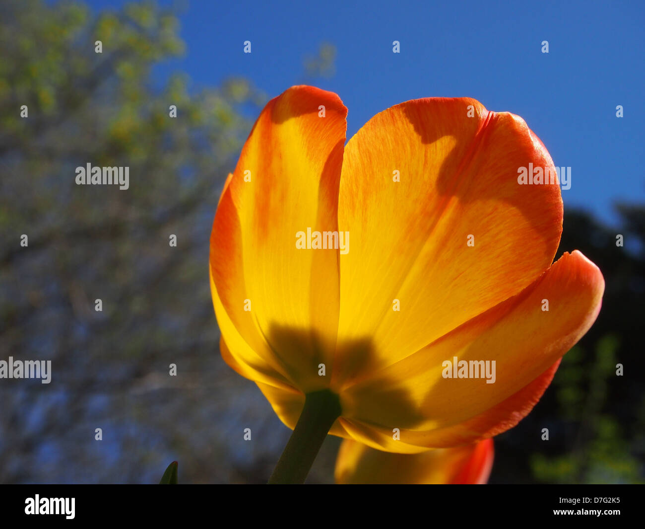 one orange tulip from below blue sky blurred background Stock Photo
