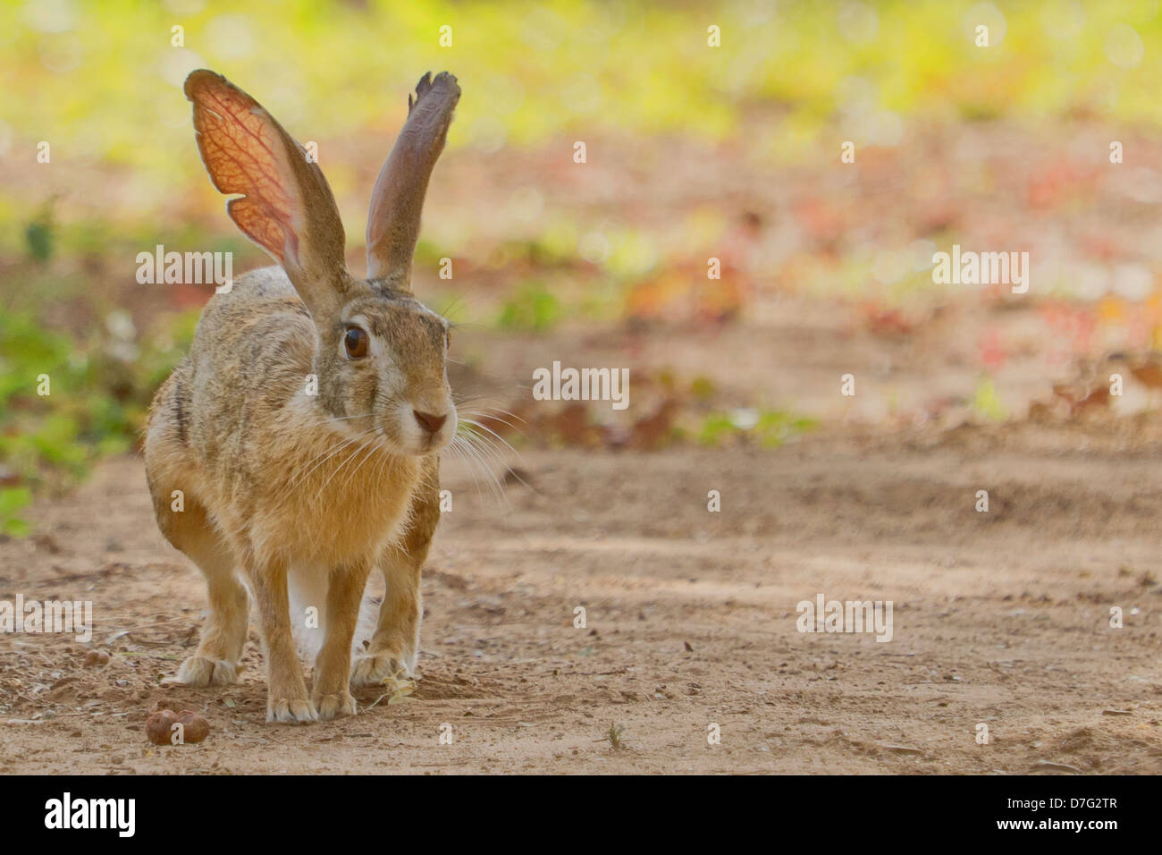 Indian Wild Hare High Resolution Stock Photography and Images - Alamy
