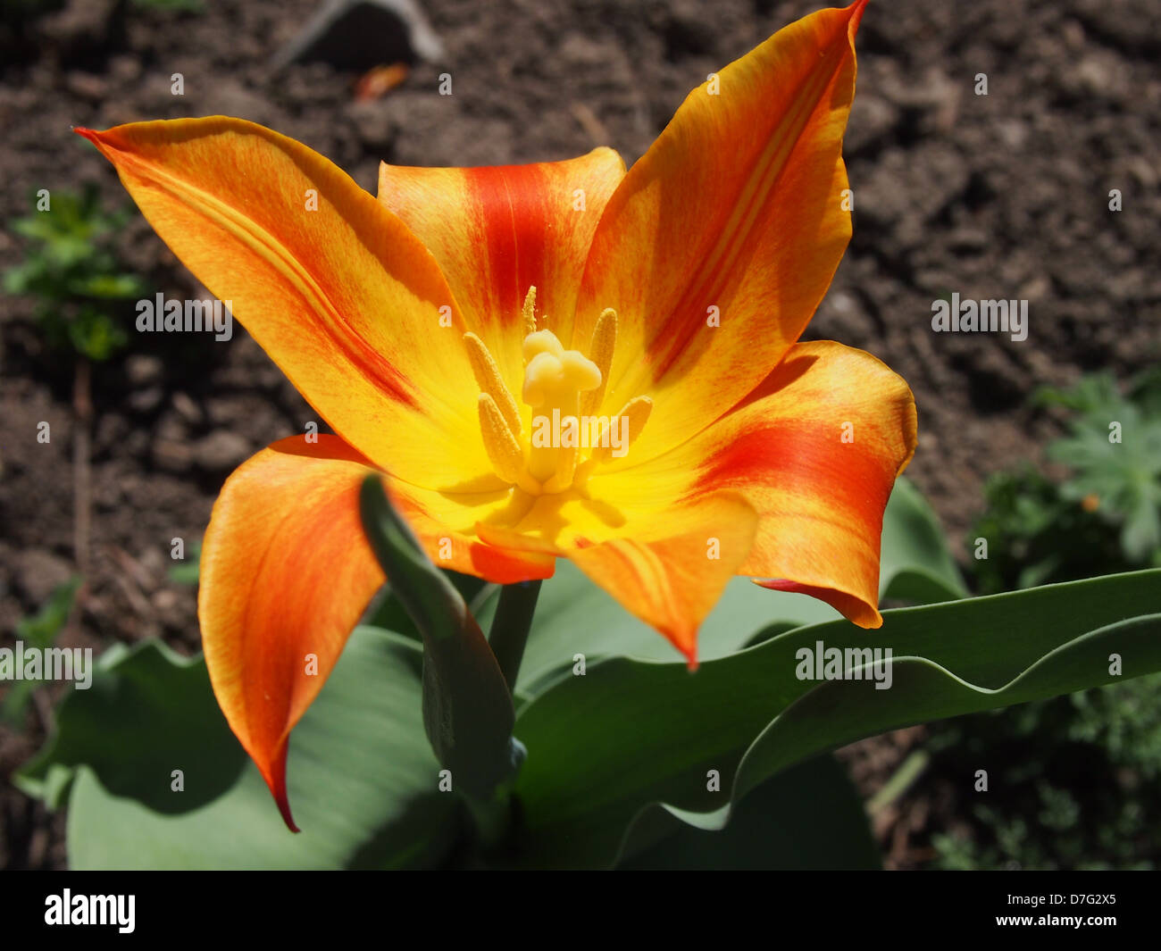 reproductive organs of orange tulip Stock Photo
