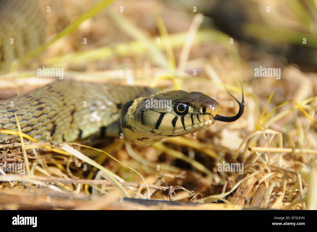 Female barred grass snake (Natrix helvetica), UK Stock Photo