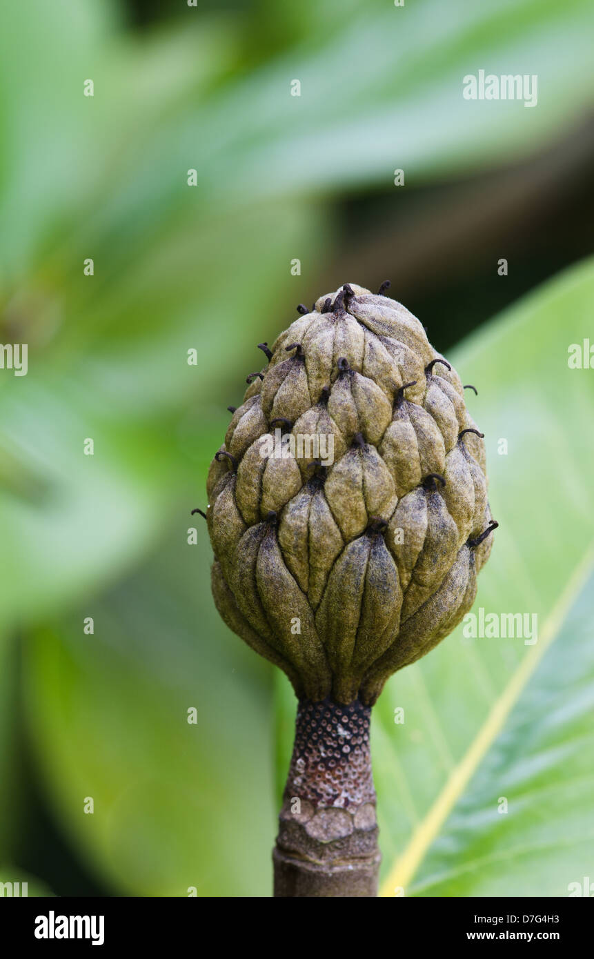 Magnolia grandiflora seed head Stock Photo