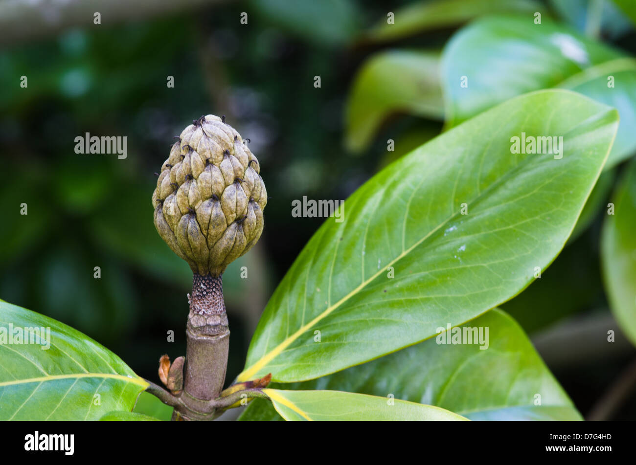 Magnolia seed pod hires stock photography and images Alamy