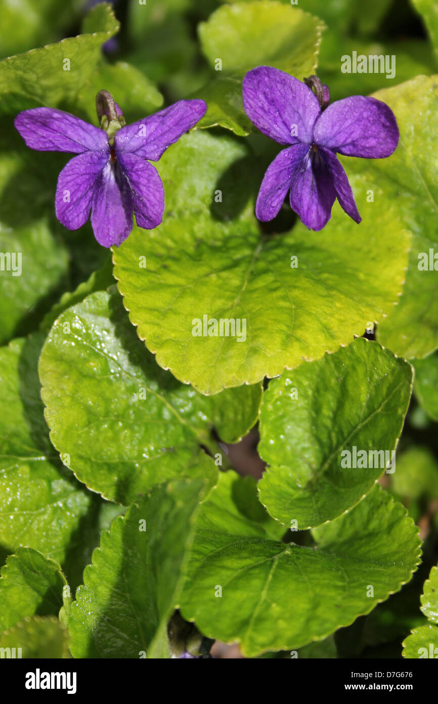 Sweet Violets Viola odorata Stock Photo