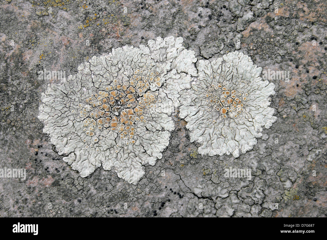 Lichen Squamarina cartilaginea On Limestone Stock Photo
