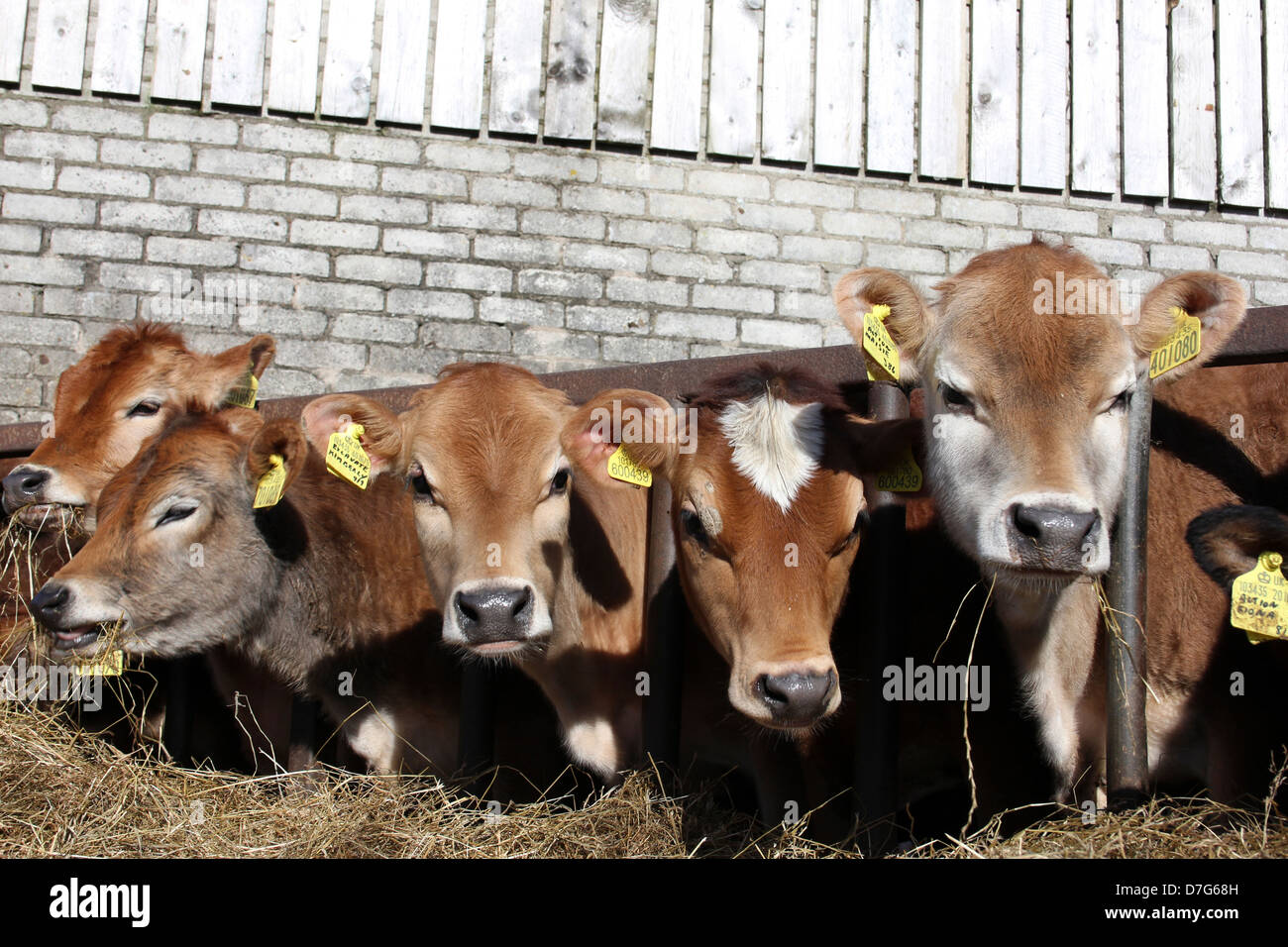 Young Calves Feeding On Hay, Cumbria, UK Stock Photo