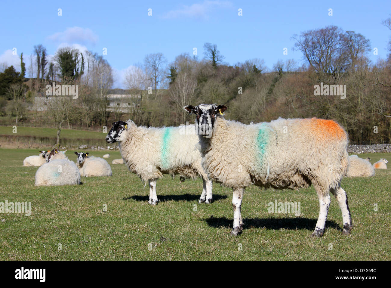 Ewes In A Field In Cumbria, UK Stock Photo