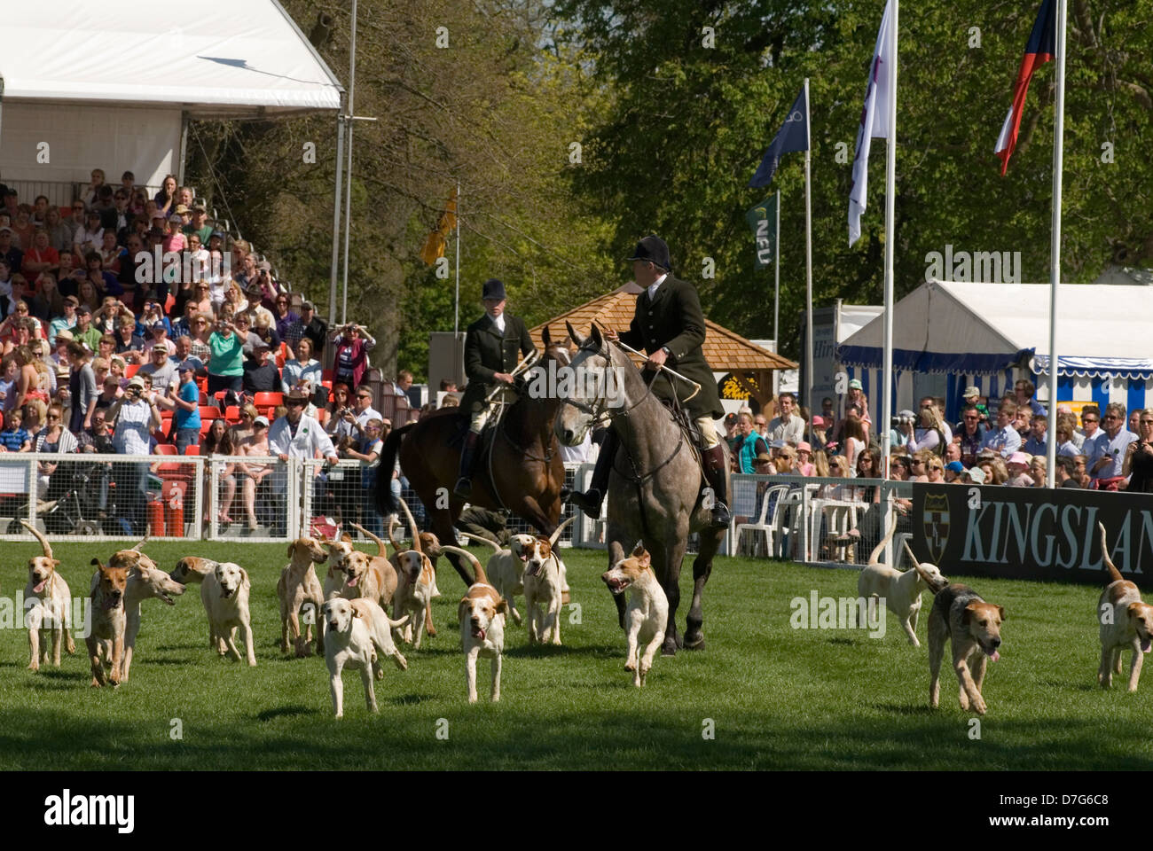 Badminton Horse Trials Gloucestershire UK. The Parade of Hounds in the Main arena. HOMER SYKES Stock Photo