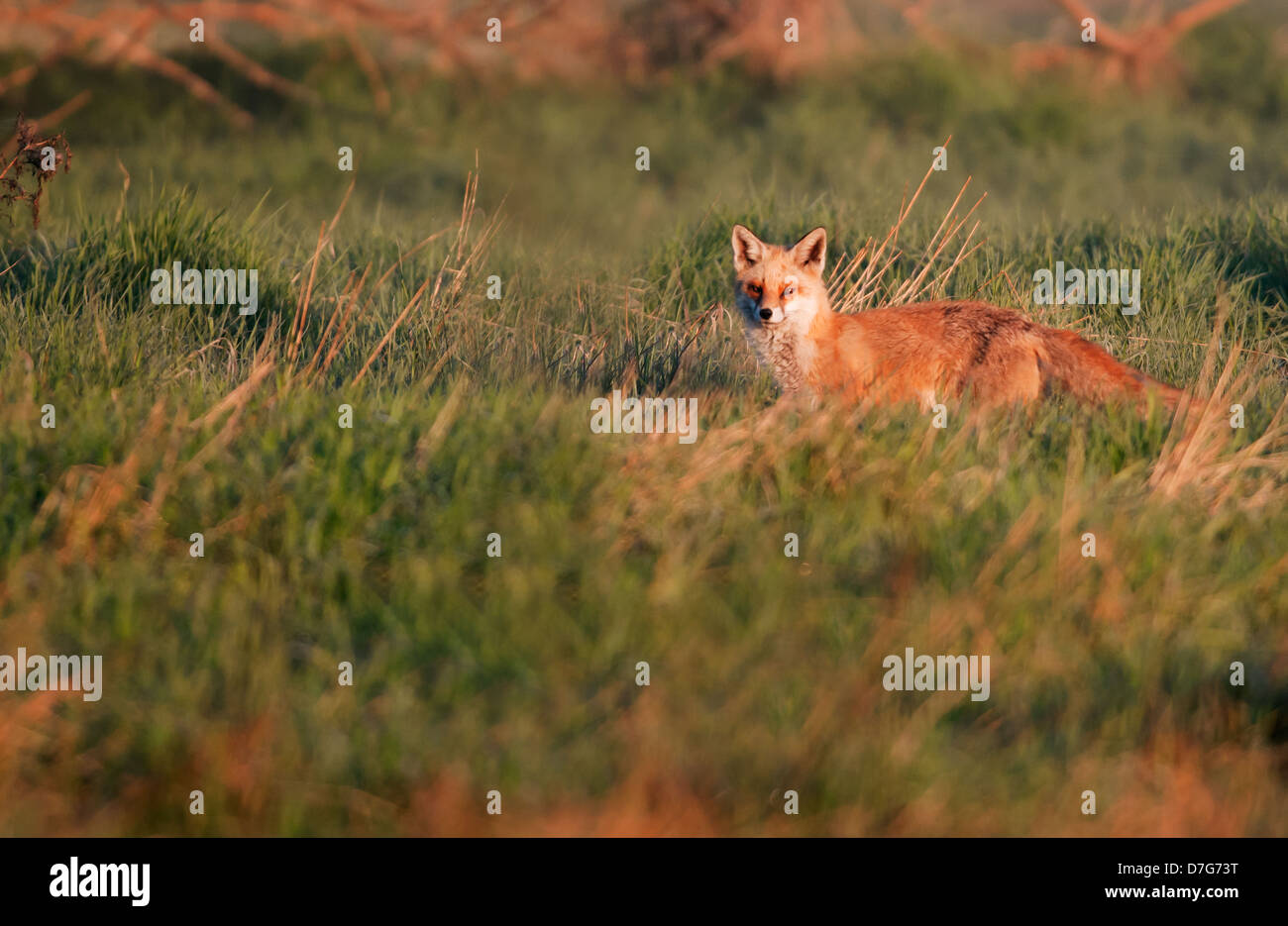 Red Fox Vulpes vulpes walking in golden early morning sunlight Stock Photo
