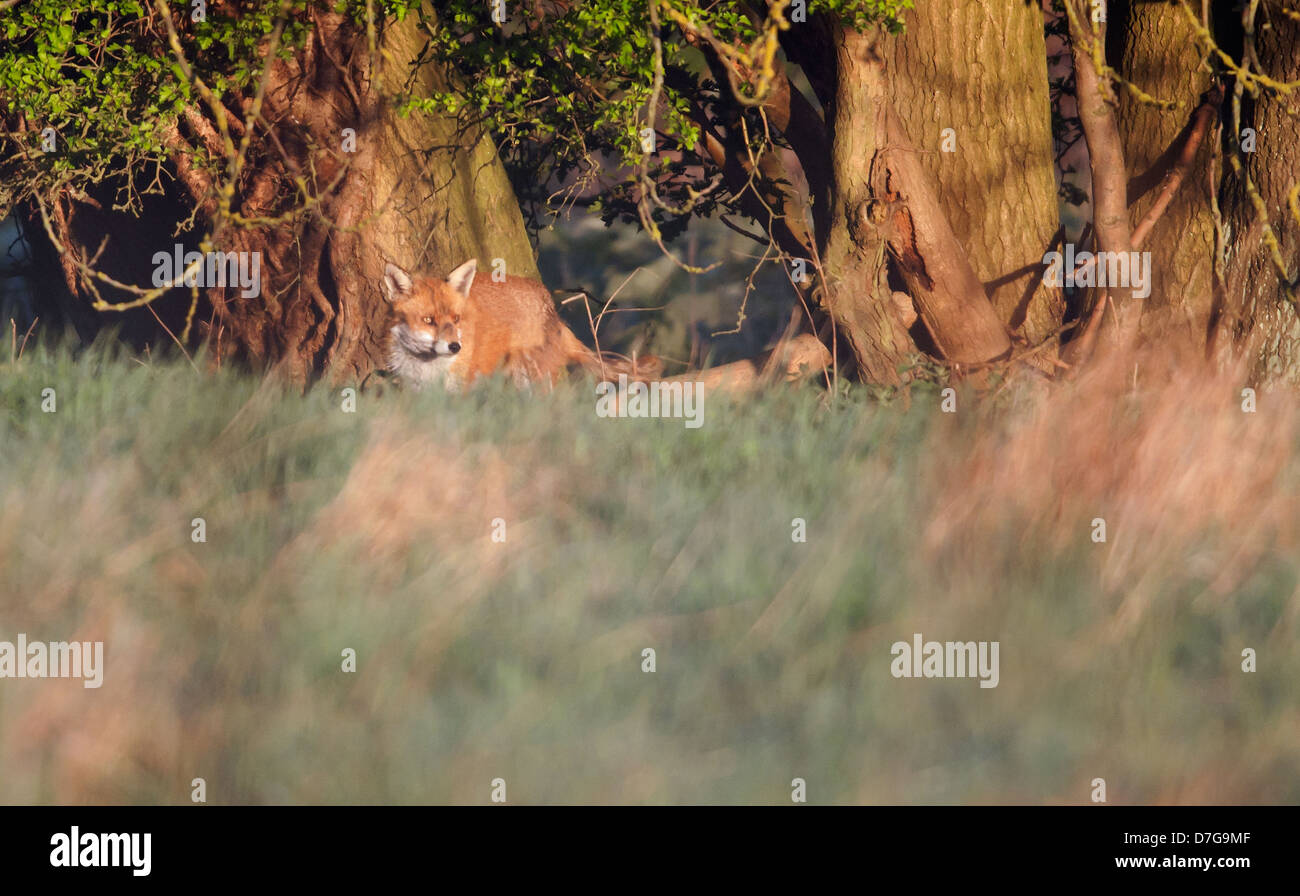 Red Fox Vulpes vulpes outside den in golden early morning sunlight Stock Photo