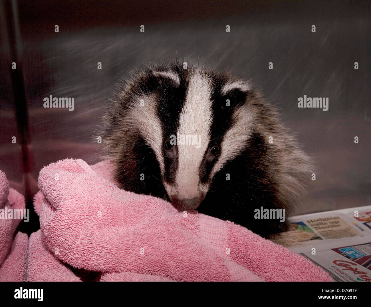 Badger cub in cage Stock Photo
