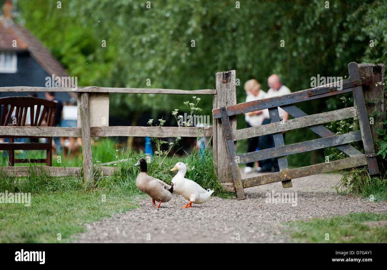 ducks walking at papermill Lock, in Essex, England, united Kingdom Stock Photo
