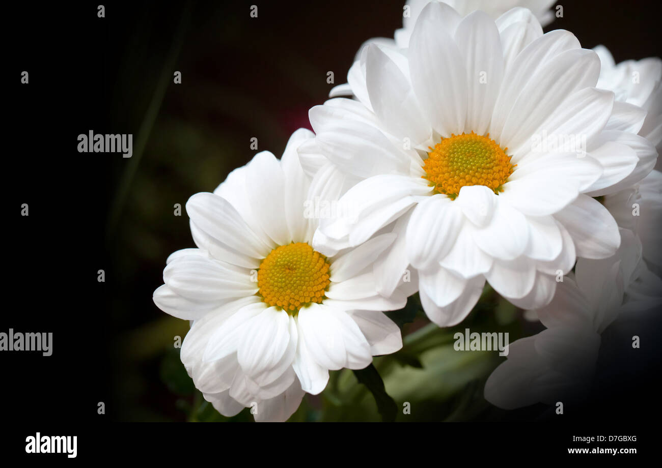 White chrysanthemum flowers hi-res stock photography and images - Alamy