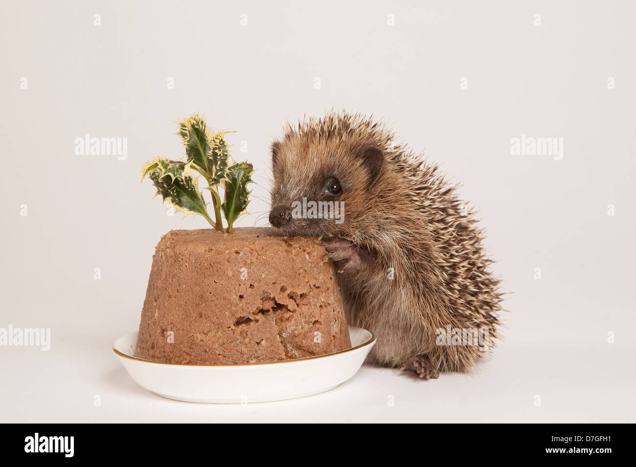 European Hedgehog with dog food Christmas pudding Stock Photo