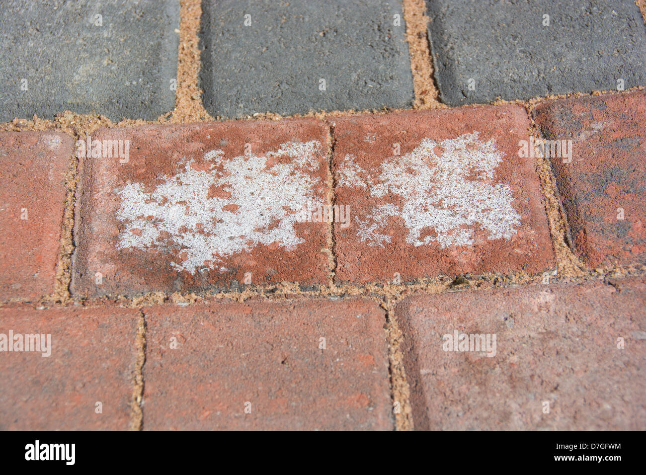 Efflorescence (crystallised salt) on newlylaid block paving. UK, 2013