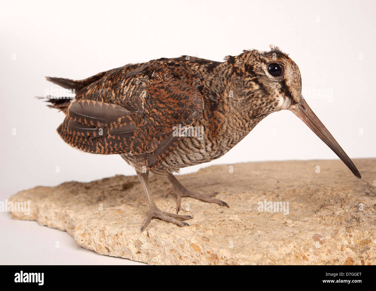 Eurasian Woodcock in studio on rock Stock Photo