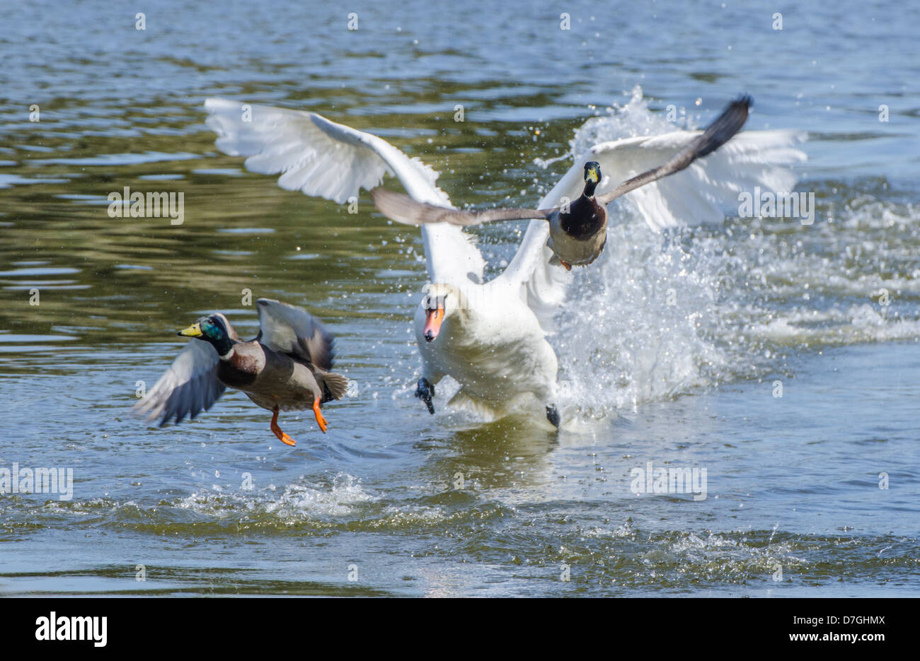 Aggressive adult White Mute Swan chasing Mallard Ducks over the water in West Sussex, England, UK. Stock Photo