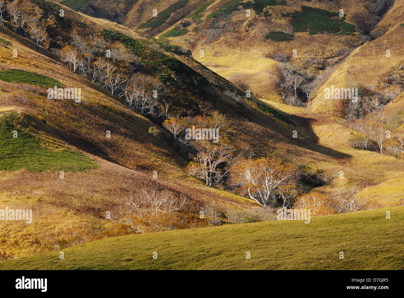 Yellow dry grass and Kuril birch trees in the mountains under the low evening light. Shikotan Island, South Kuriles, Russia Stock Photo