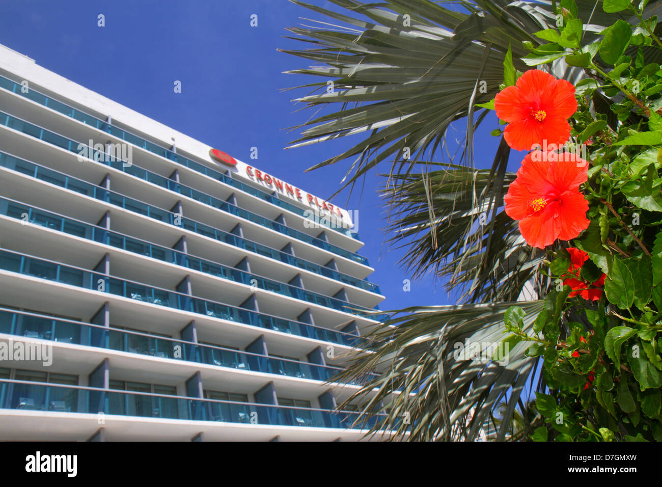Hollywood Florida,Crowne Plaza Hollywood Beach,hotel,hibiscus,flower,FL120929137 Stock Photo