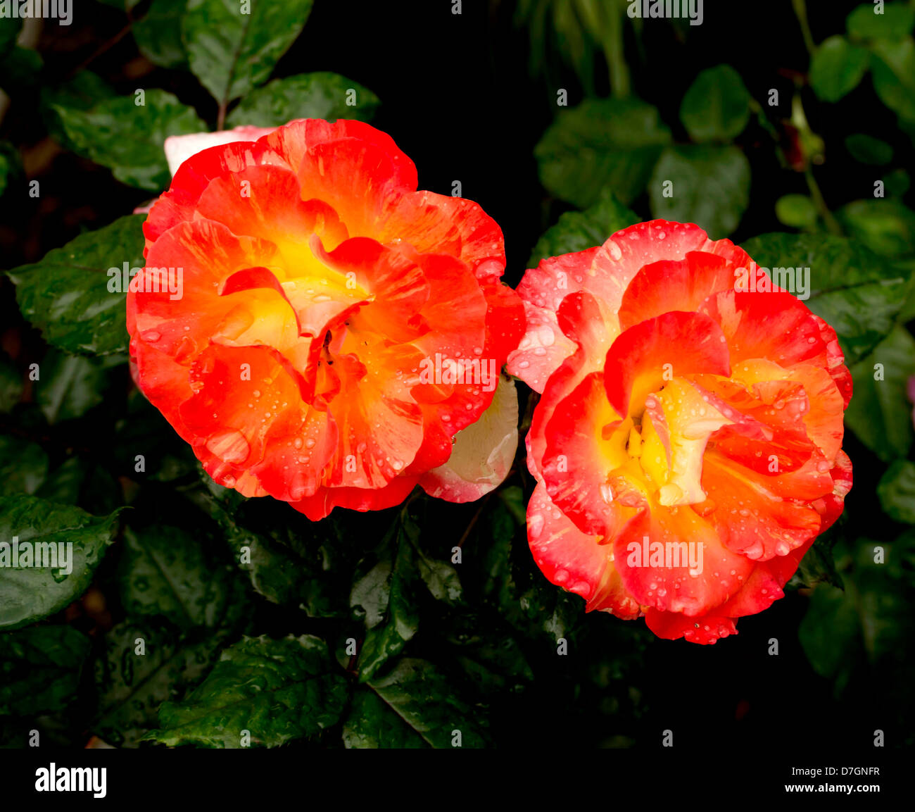 A pair of red roses Stock Photo - Alamy