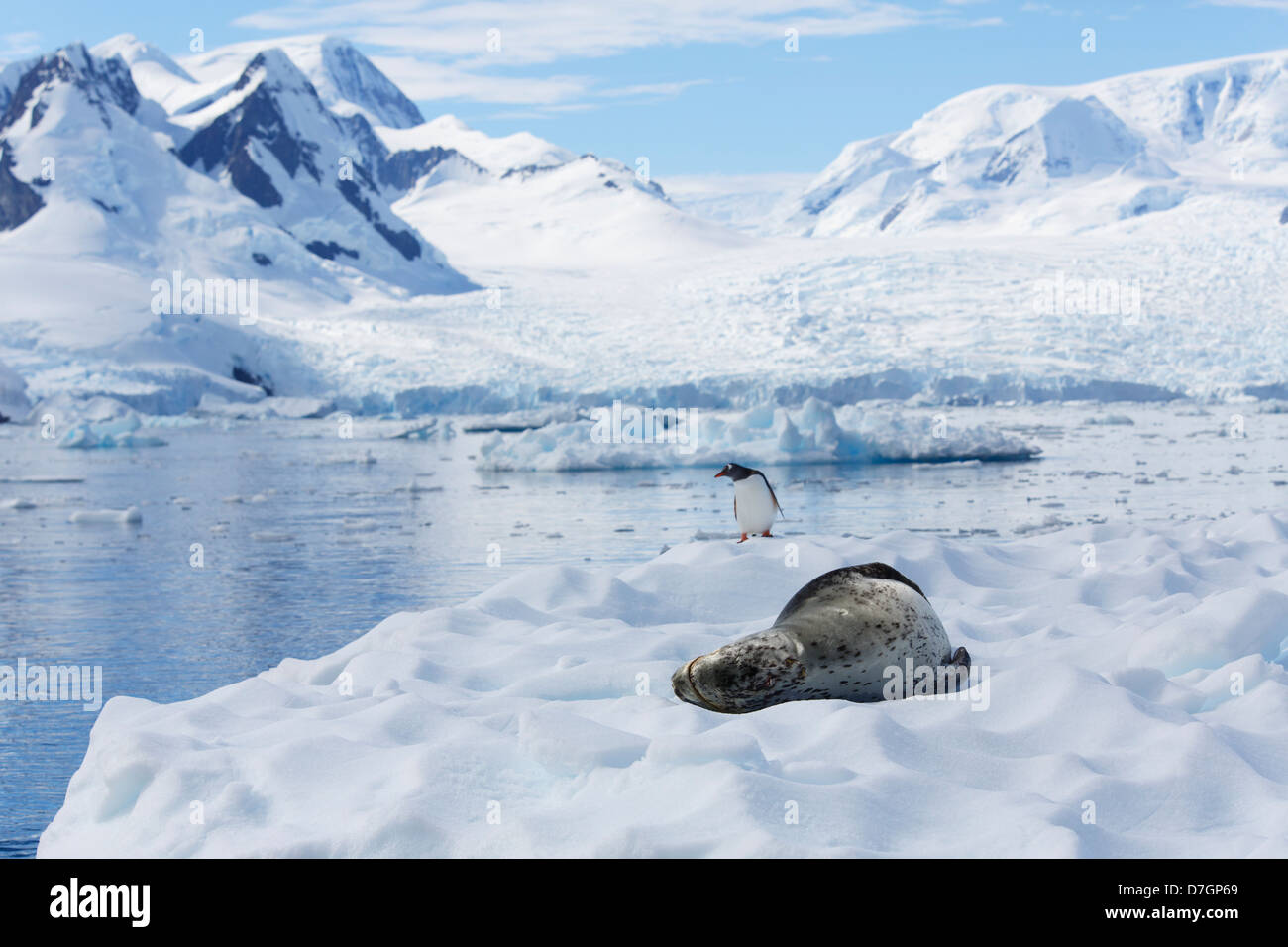 Leopard seal penguin hires stock photography and images Alamy