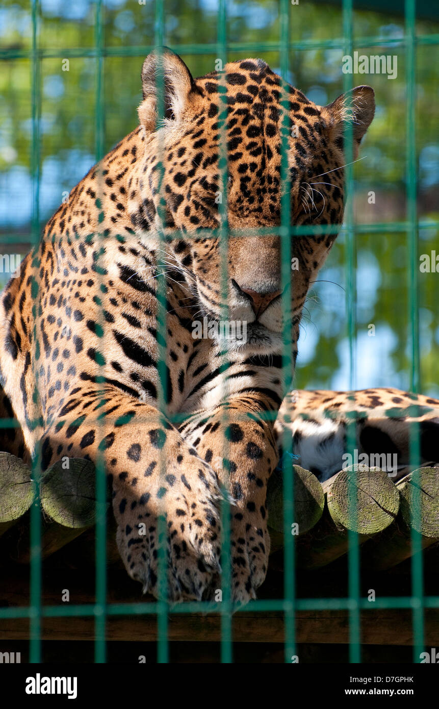 captive jaguar in zoo cage, norfolk, england Stock Photo