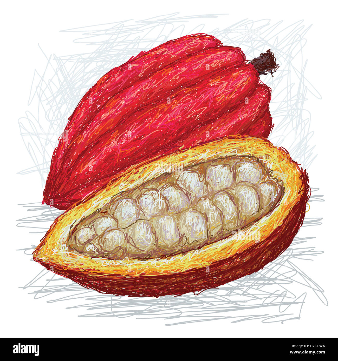 closeup illustration whole and opened cacao fruit with scientific name