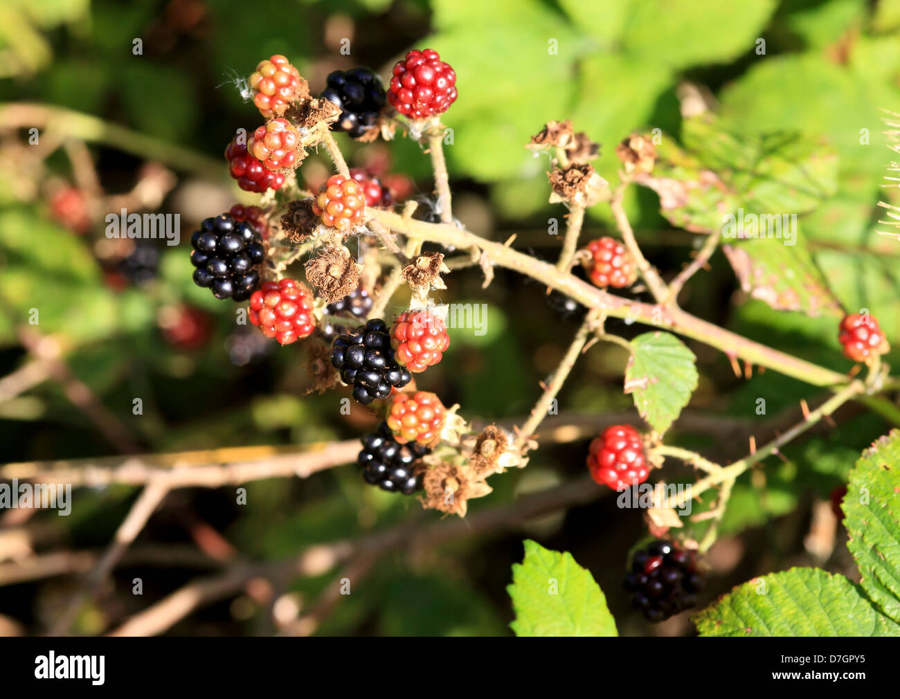 8831. Blackberries ripening. Kent, UK Stock Photo Alamy