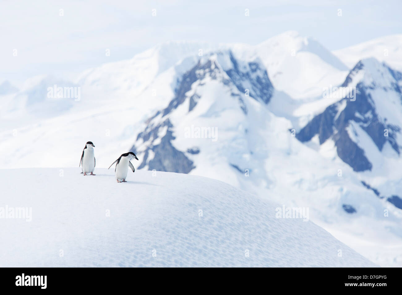 Chinstrap Penguin (Pygoscelis antarcticus) Cierva Cove, Antarctica