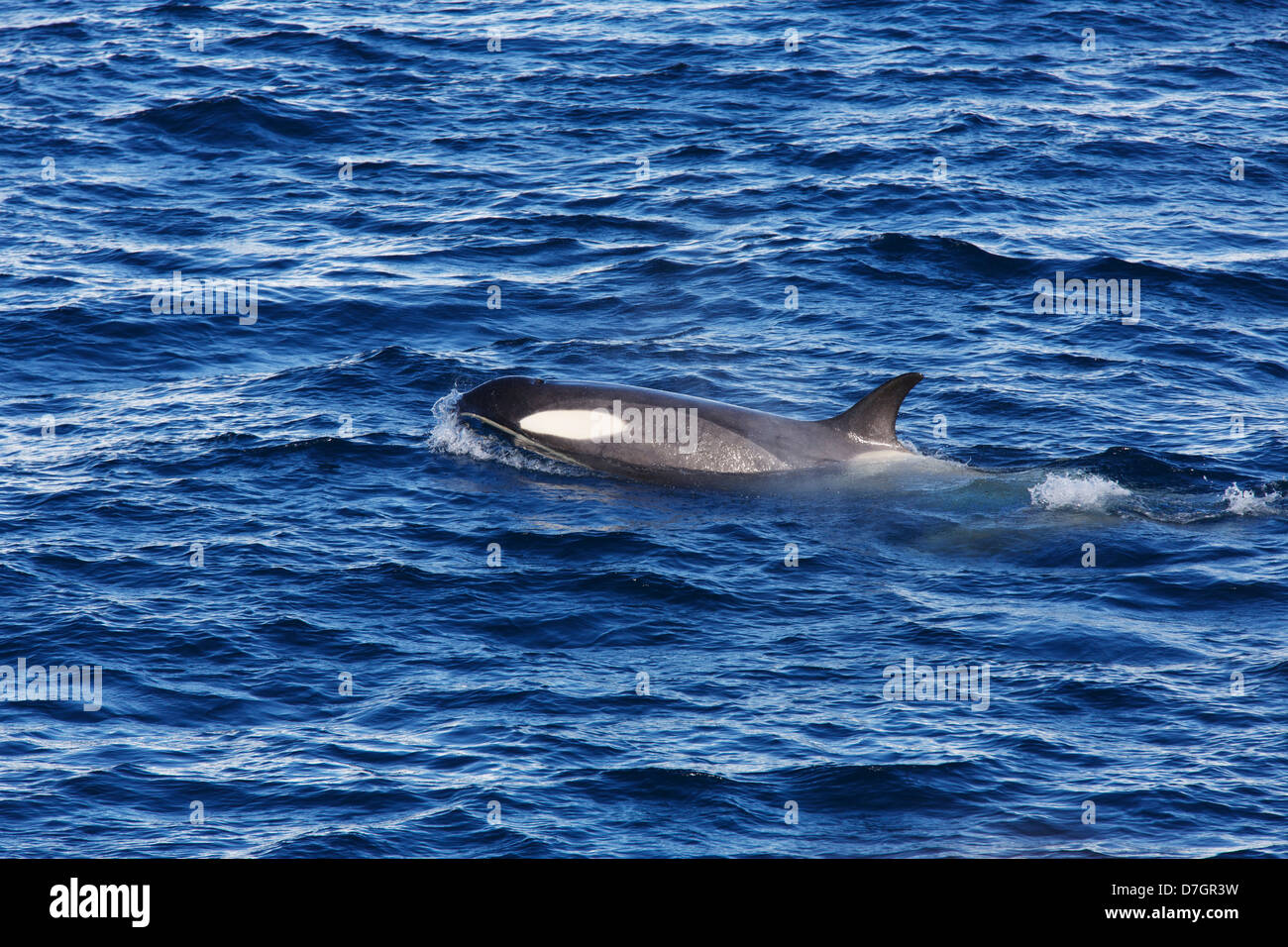 Type B Killer Whale, Gerlache Strait, Antarctica. Stock Photo