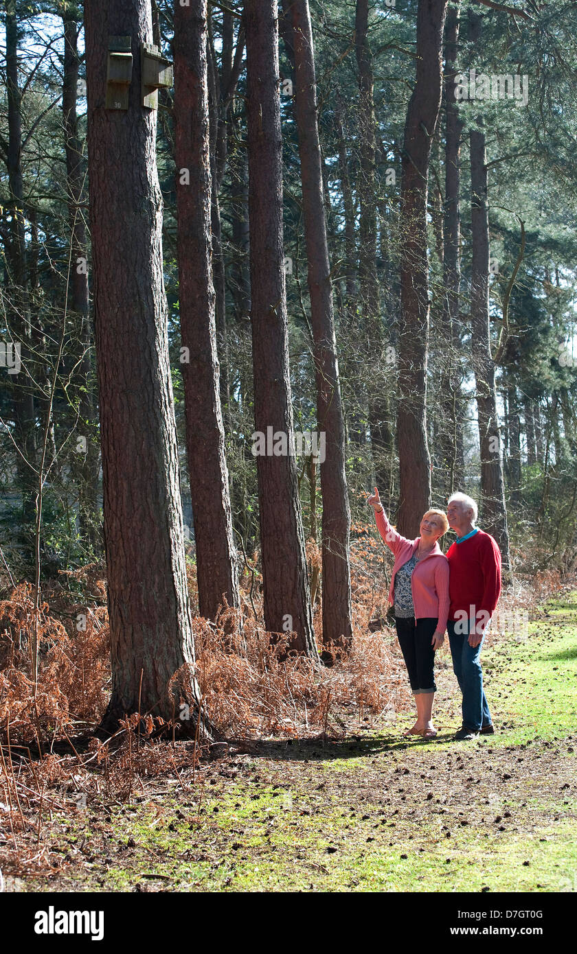 senior couple walking in woodland, norfolk, england Stock Photo