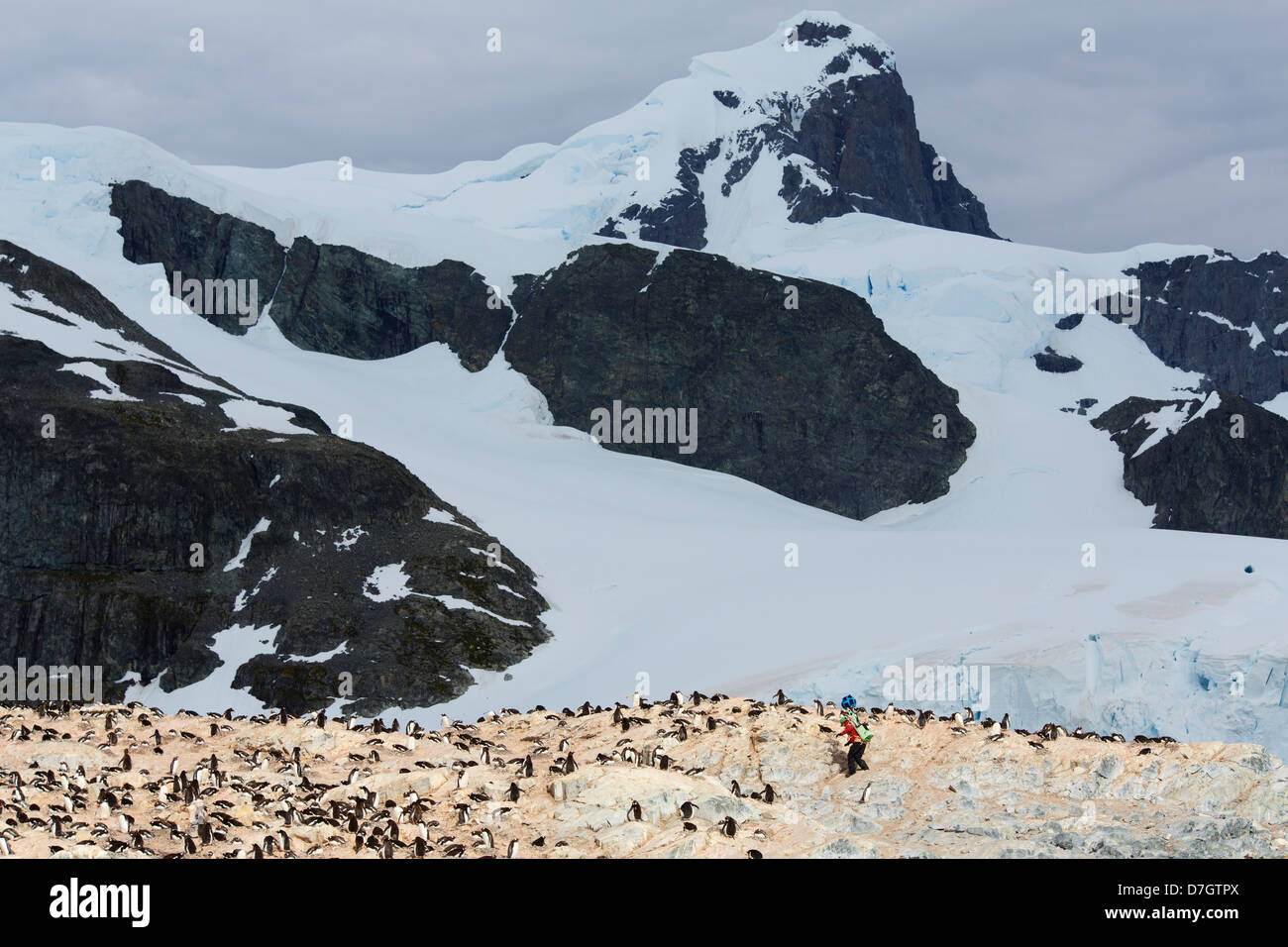 Heather Lynch carrying a Google Street View camera through a Gentoo Penguin colony on Cuverville Island, Antarctica. Stock Photo