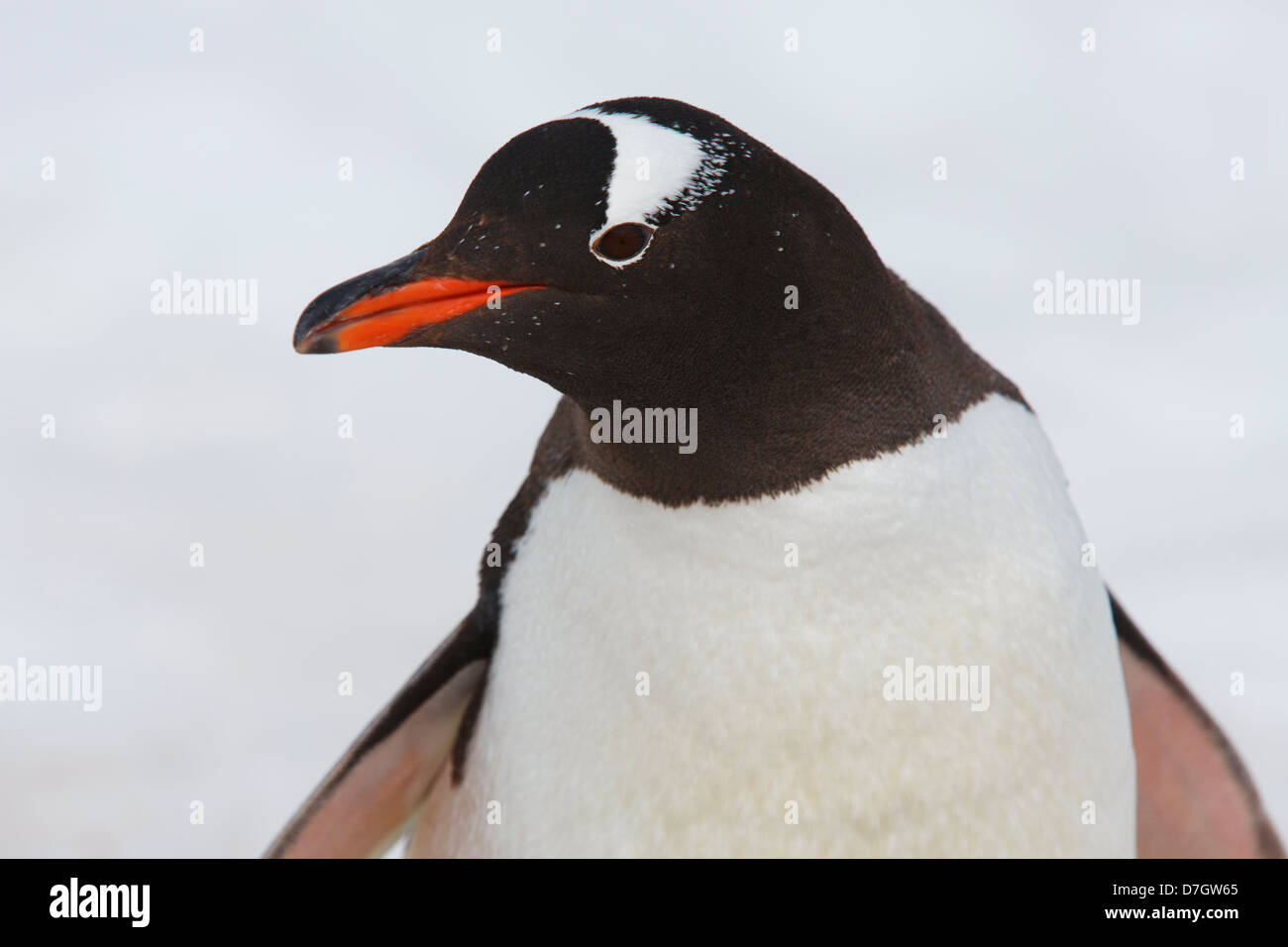 A Gentoo Penguin (Pygoscelis papua) on Cuverville Island, Antarctica. Stock Photo