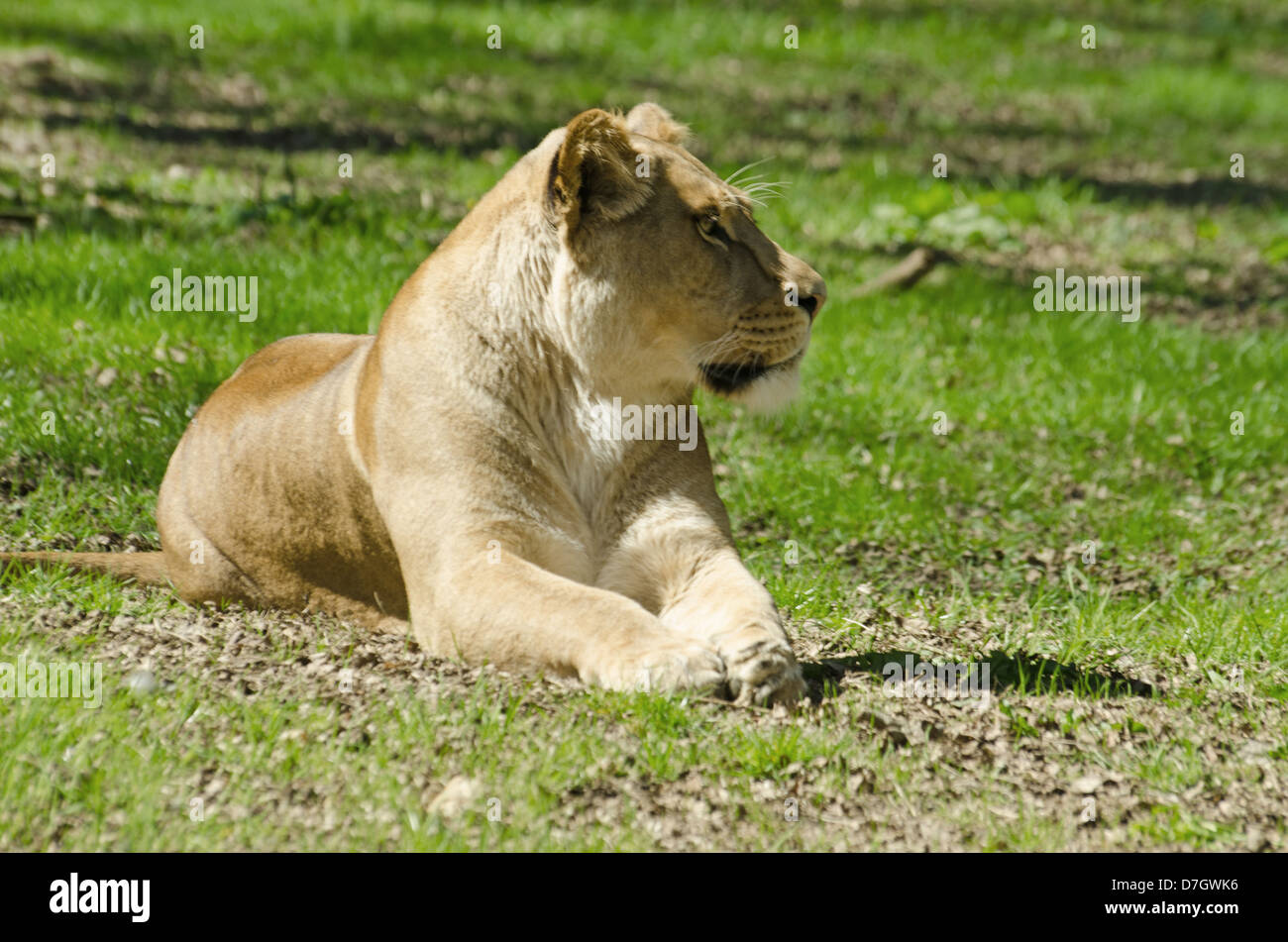Close up of Lioness Stock Photo