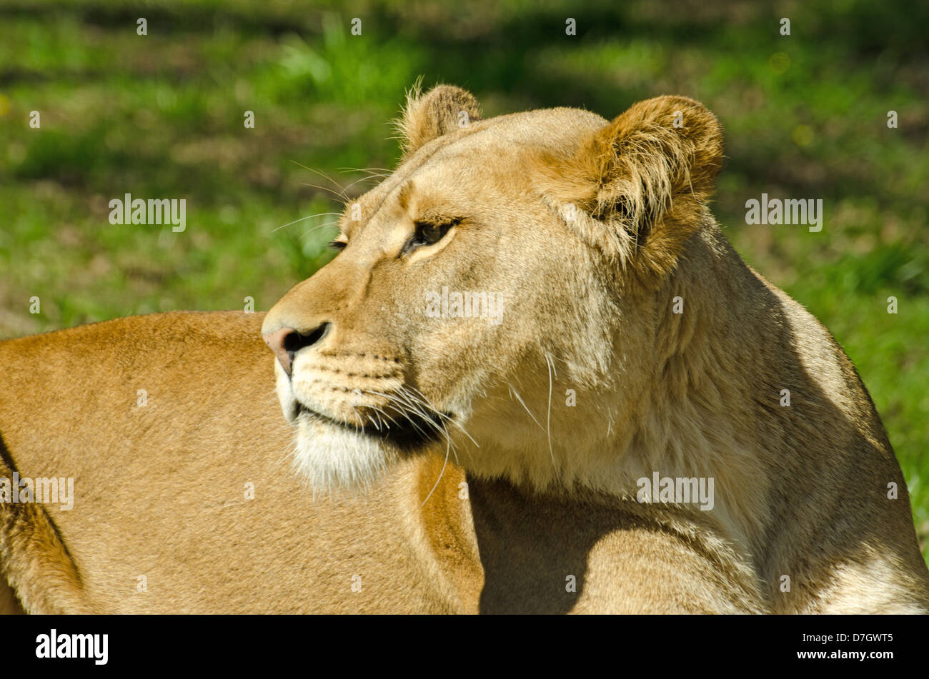 Close up of Lioness Stock Photo