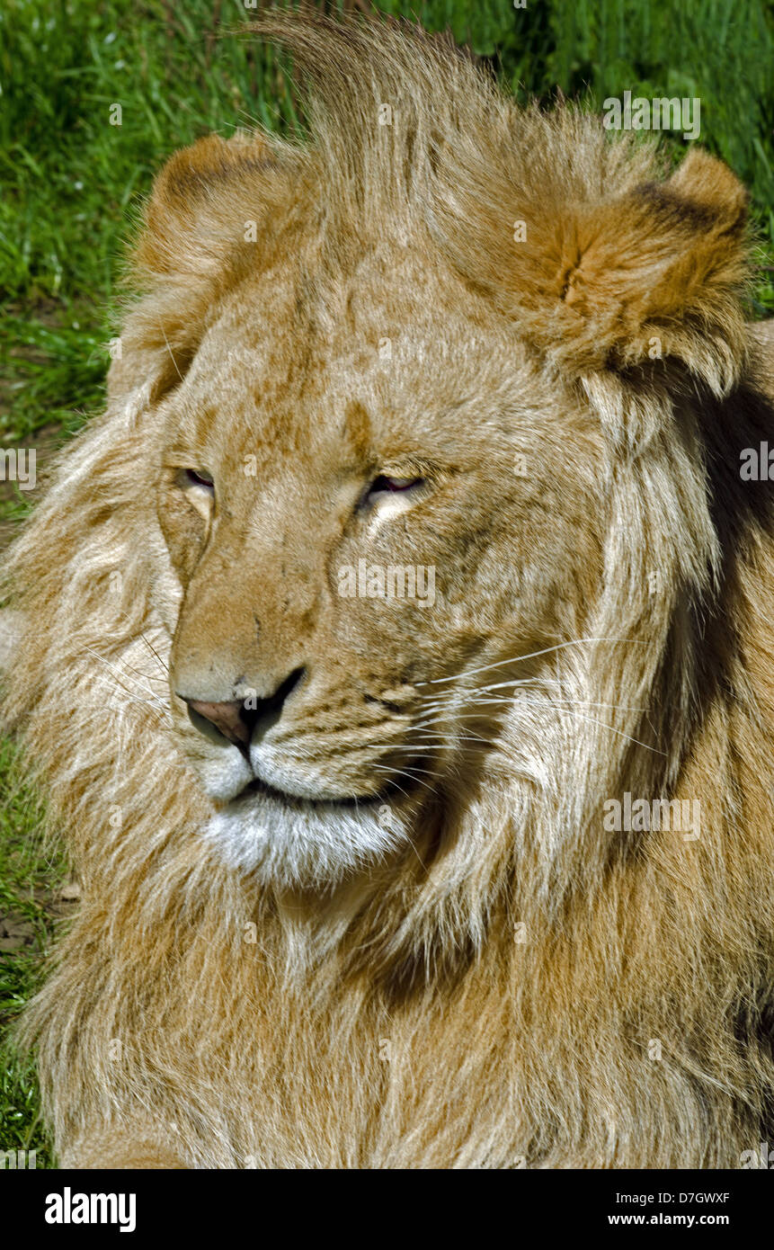 Close up of male lion Stock Photo - Alamy