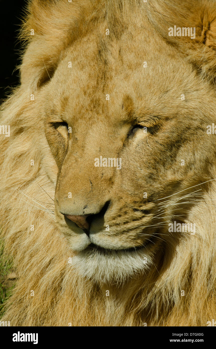 Close up of male lion Stock Photo