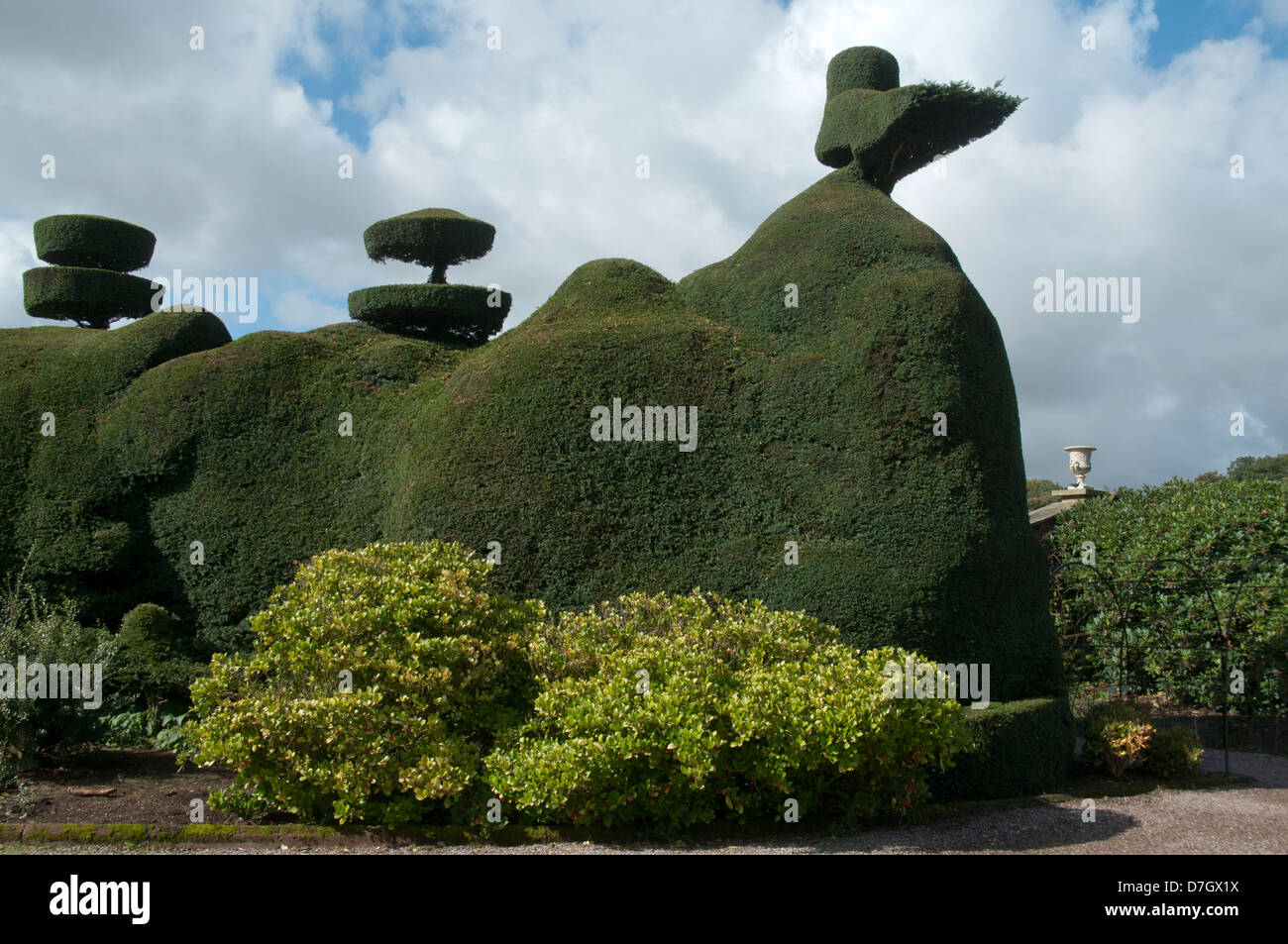 Topiary hedge at Tatton Park, Knutsford, Cheshire, England, UK Stock Photo