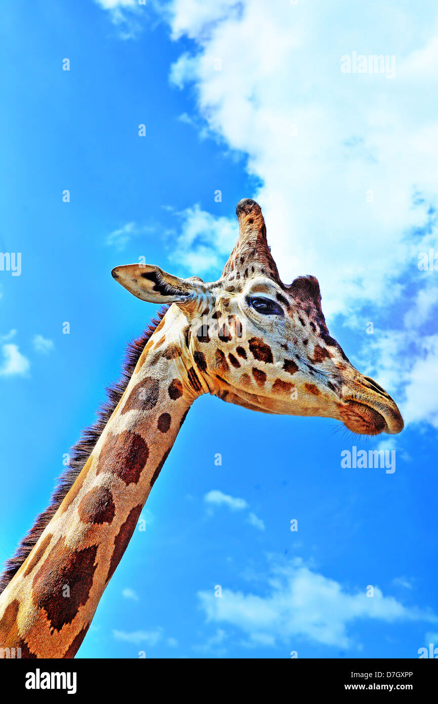 Giraffe of africa hi-res stock photography and images - Alamy