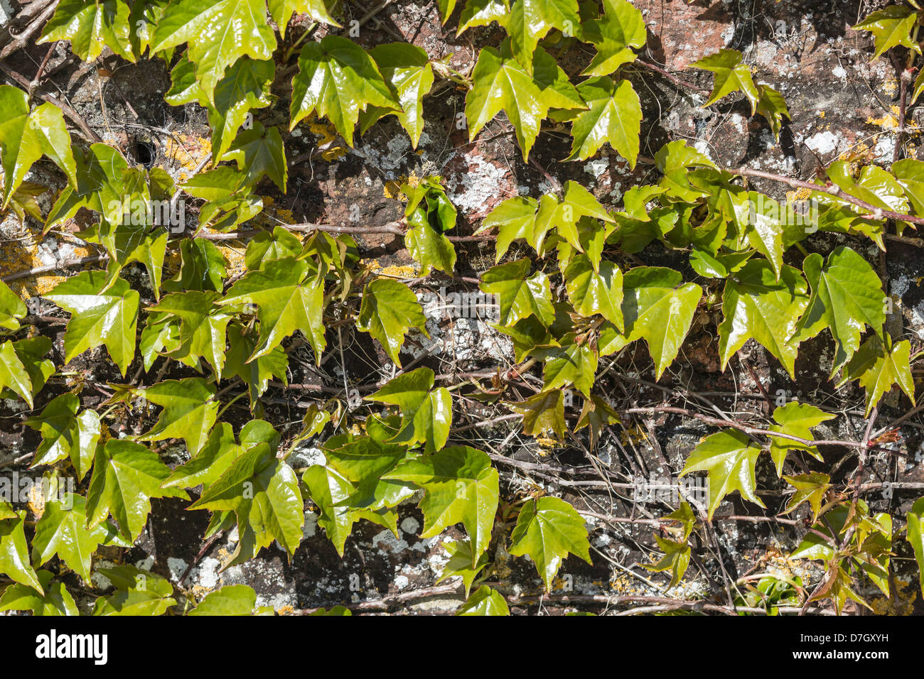 Ivy on wall - new green Ivy growth beginning to cover brick wall Stock Photo